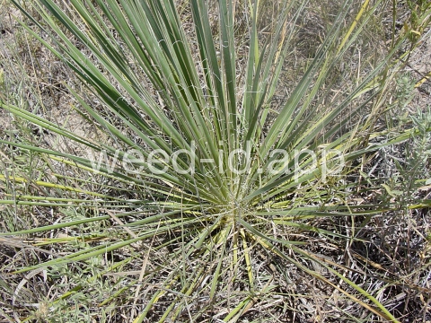yucca, Great Plains